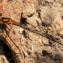 Nososticta solida (Orange Threadtail) at Molonglo Gorge - 27 Dec 2020 by trevsci