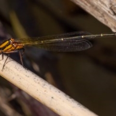 Nososticta solida at Kowen, ACT - 27 Dec 2020