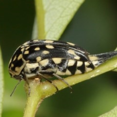 Mordella dumbrelli (Dumbrell's Pintail Beetle) at ANBG - 27 Dec 2020 by TimL