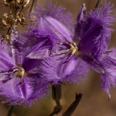 Thysanotus tuberosus subsp. tuberosus (Common Fringe-lily) at The Ridgeway, NSW - 27 Dec 2020 by trevsci