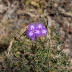 Thysanotus tuberosus subsp. tuberosus at The Ridgeway, NSW - 27 Dec 2020 11:22 AM