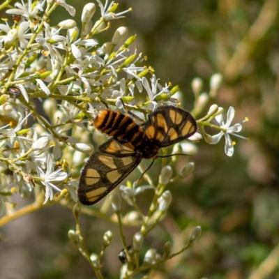 Amata (genus) (Handmaiden Moth) at Molonglo Gorge - 26 Dec 2020 by trevsci