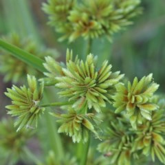 Cyperus eragrostis (Umbrella Sedge) at Dryandra St Woodland - 26 Dec 2020 by ConBoekel