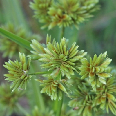 Cyperus eragrostis (Umbrella Sedge) at O'Connor, ACT - 26 Dec 2020 by ConBoekel