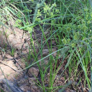 Cyperus eragrostis at O'Connor, ACT - 27 Dec 2020