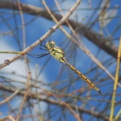 Hemicordulia tau (Tau Emerald) at Tuggeranong Hill - 26 Dec 2020 by Harrisi