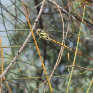 Hemicordulia tau at Theodore, ACT - 26 Dec 2020