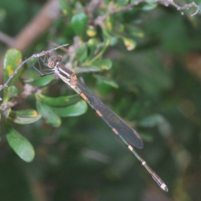 Austrolestes leda (Wandering Ringtail) at Theodore, ACT - 26 Dec 2020 by Harrisi