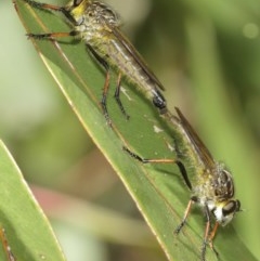 Zosteria rosevillensis (A robber fly) at Acton, ACT - 27 Dec 2020 by TimL