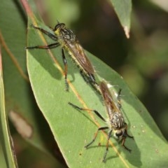 Zosteria rosevillensis at Acton, ACT - 27 Dec 2020 11:01 AM