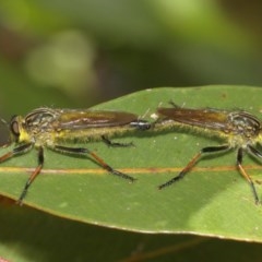 Zosteria rosevillensis at Acton, ACT - 27 Dec 2020