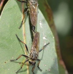 Zosteria rosevillensis at Acton, ACT - 27 Dec 2020 11:01 AM