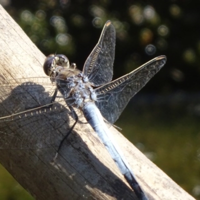 Orthetrum caledonicum (Blue Skimmer) at Isaacs Ridge and Nearby - 26 Dec 2020 by Mike