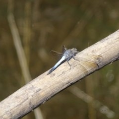 Orthetrum caledonicum at Isaacs, ACT - 27 Dec 2020