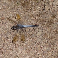 Orthetrum caledonicum at Isaacs, ACT - 27 Dec 2020