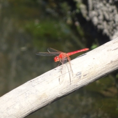 Diplacodes haematodes (Scarlet Percher) at Isaacs, ACT - 26 Dec 2020 by Mike