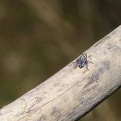 Sarcophagidae sp. (family) (Unidentified flesh fly) at Isaacs, ACT - 26 Dec 2020 by Mike