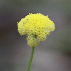 Craspedia sp. (Billy Buttons) at Ben Boyd National Park - 27 Dec 2020 by KylieWaldon