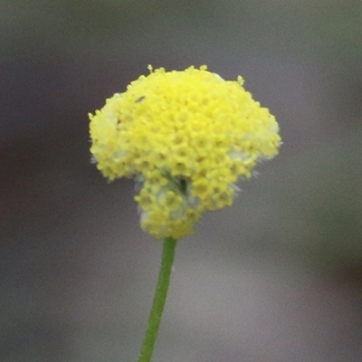 Craspedia sp. (Billy Buttons) at Pambula Beach, NSW - 28 Dec 2020 by KylieWaldon