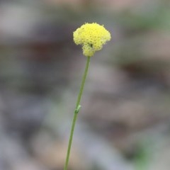 Craspedia sp. at Pambula Beach, NSW - suppressed