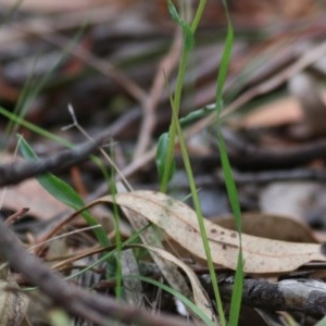 Craspedia sp. at Pambula Beach, NSW - suppressed