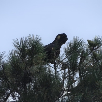Zanda funerea (Yellow-tailed Black-Cockatoo) at Isaacs Ridge - 26 Dec 2020 by Mike