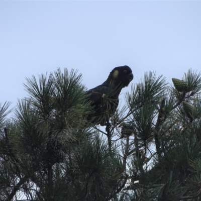 Zanda funerea (Yellow-tailed Black-Cockatoo) at Isaacs, ACT - 26 Dec 2020 by Mike