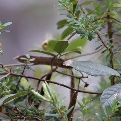 Kennedia rubicunda at Pambula Beach, NSW - 28 Dec 2020