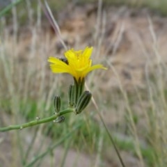 Chondrilla juncea (Skeleton Weed) at Isaacs Ridge and Nearby - 26 Dec 2020 by Mike