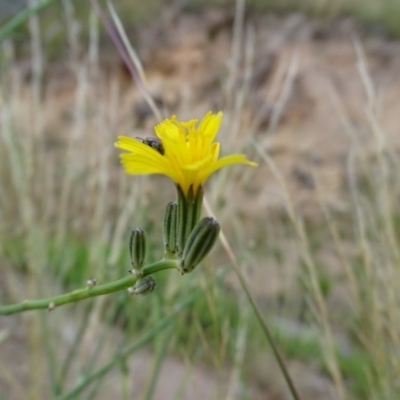 Chondrilla juncea (Skeleton Weed) at Isaacs Ridge and Nearby - 26 Dec 2020 by Mike