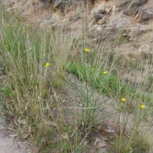 Chondrilla juncea at Isaacs, ACT - 26 Dec 2020