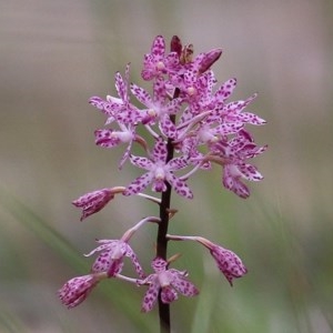 Dipodium punctatum at Pambula Beach, NSW - suppressed