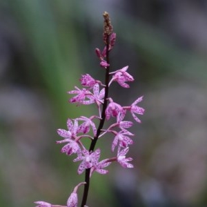 Dipodium punctatum at Pambula Beach, NSW - suppressed