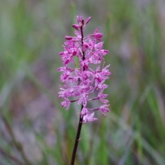 Dipodium punctatum at Pambula Beach, NSW - suppressed