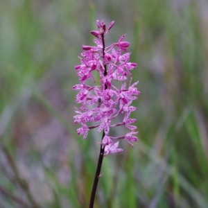 Dipodium punctatum at Pambula Beach, NSW - 28 Dec 2020