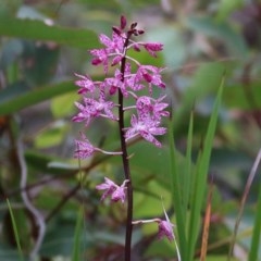 Dipodium punctatum at Pambula Beach, NSW - suppressed