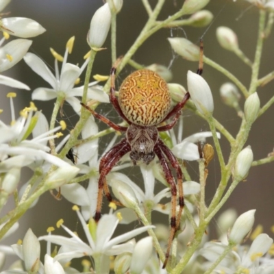 Salsa fuliginata (Sooty Orb-weaver) at ANBG - 27 Dec 2020 by TimL