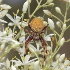 Cyclosa fuliginata (species-group) (An orb weaving spider) at Acton, ACT - 27 Dec 2020 by TimL