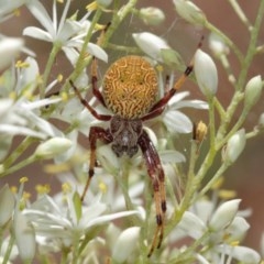 Salsa fuliginata at Acton, ACT - 27 Dec 2020 11:24 AM