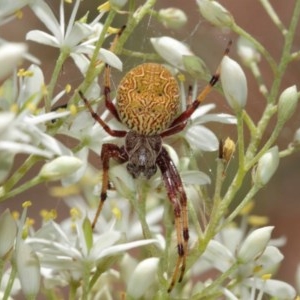 Salsa fuliginata at Acton, ACT - 27 Dec 2020