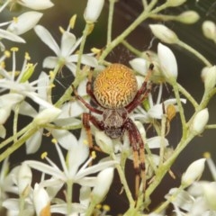 Salsa fuliginata at Acton, ACT - 27 Dec 2020 11:24 AM