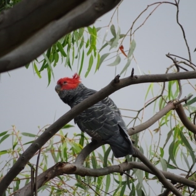 Callocephalon fimbriatum (Gang-gang Cockatoo) at Isaacs Ridge and Nearby - 26 Dec 2020 by Mike