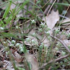 Poranthera microphylla (Small Poranthera) at Pambula Beach, NSW - 28 Dec 2020 by KylieWaldon