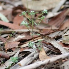 Poranthera microphylla at Pambula Beach, NSW - 28 Dec 2020 08:45 AM