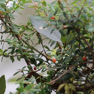 Monotoca elliptica (Tree Broom-heath) at Pambula Beach, NSW - 27 Dec 2020 by Kyliegw