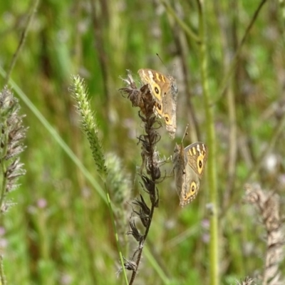 Junonia villida (Meadow Argus) at O'Malley, ACT - 26 Dec 2020 by Mike