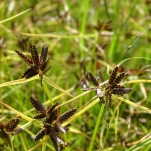 Cyperus sanguinolentus at O'Malley, ACT - 26 Dec 2020 04:42 PM