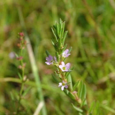 Lythrum hyssopifolia (Small Loosestrife) at O'Malley, ACT - 26 Dec 2020 by Mike