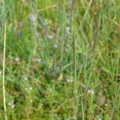 Lythrum hyssopifolia at O'Malley, ACT - 26 Dec 2020