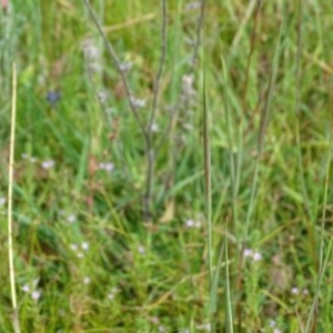 Lythrum hyssopifolia at O'Malley, ACT - 26 Dec 2020